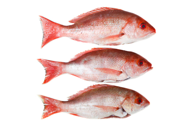 Fresh & Frozen Fish