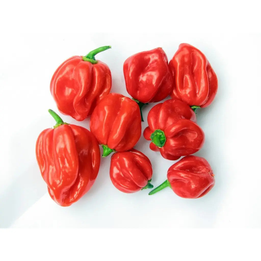Fresh Scotch Bonnet Peppers