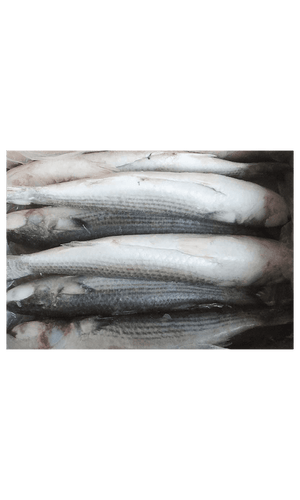 Frozen Mackerel 300/500