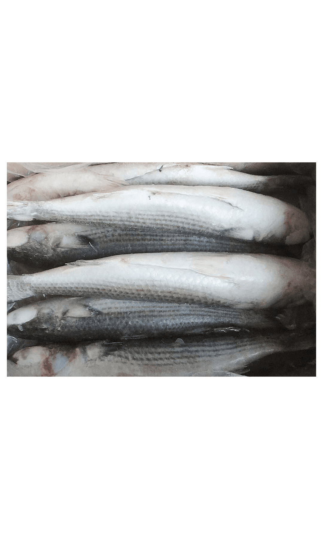 Frozen Mackerel 300/500