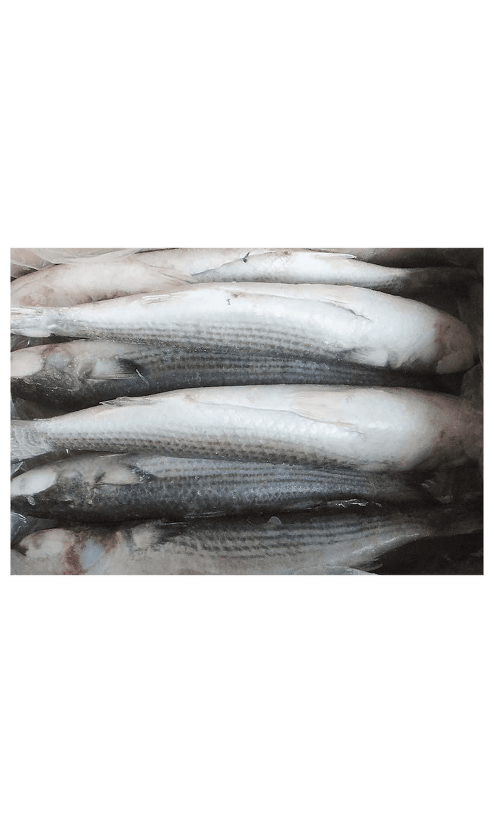 Frozen Mackerel 300/500