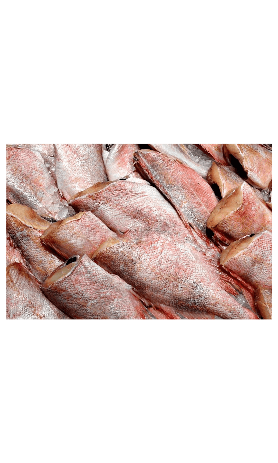 Frozen Red Bream 300/500