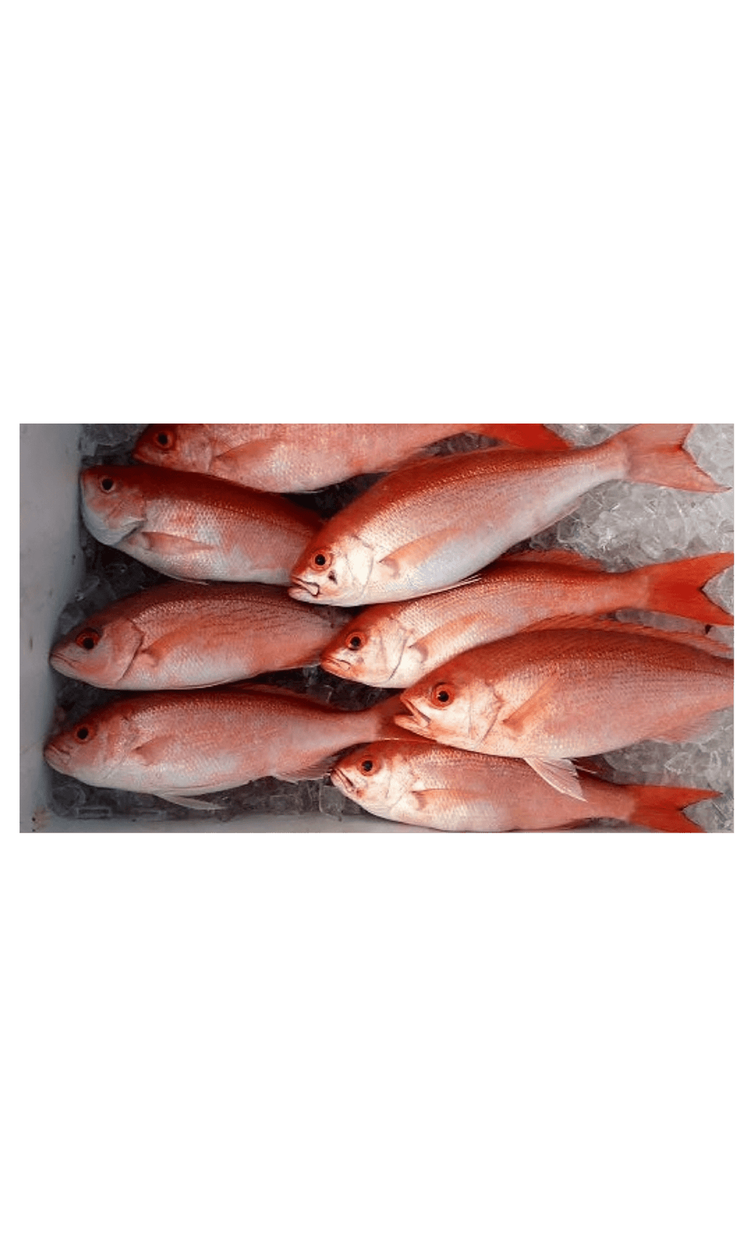 Frozen Whole Clean Snapper