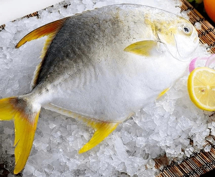 Frozen Whole Pompano