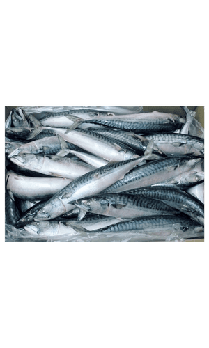 J/H/Thomson Mackerel 500/900