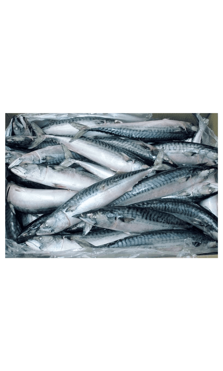 J/H/Thomson Mackerel 500/900