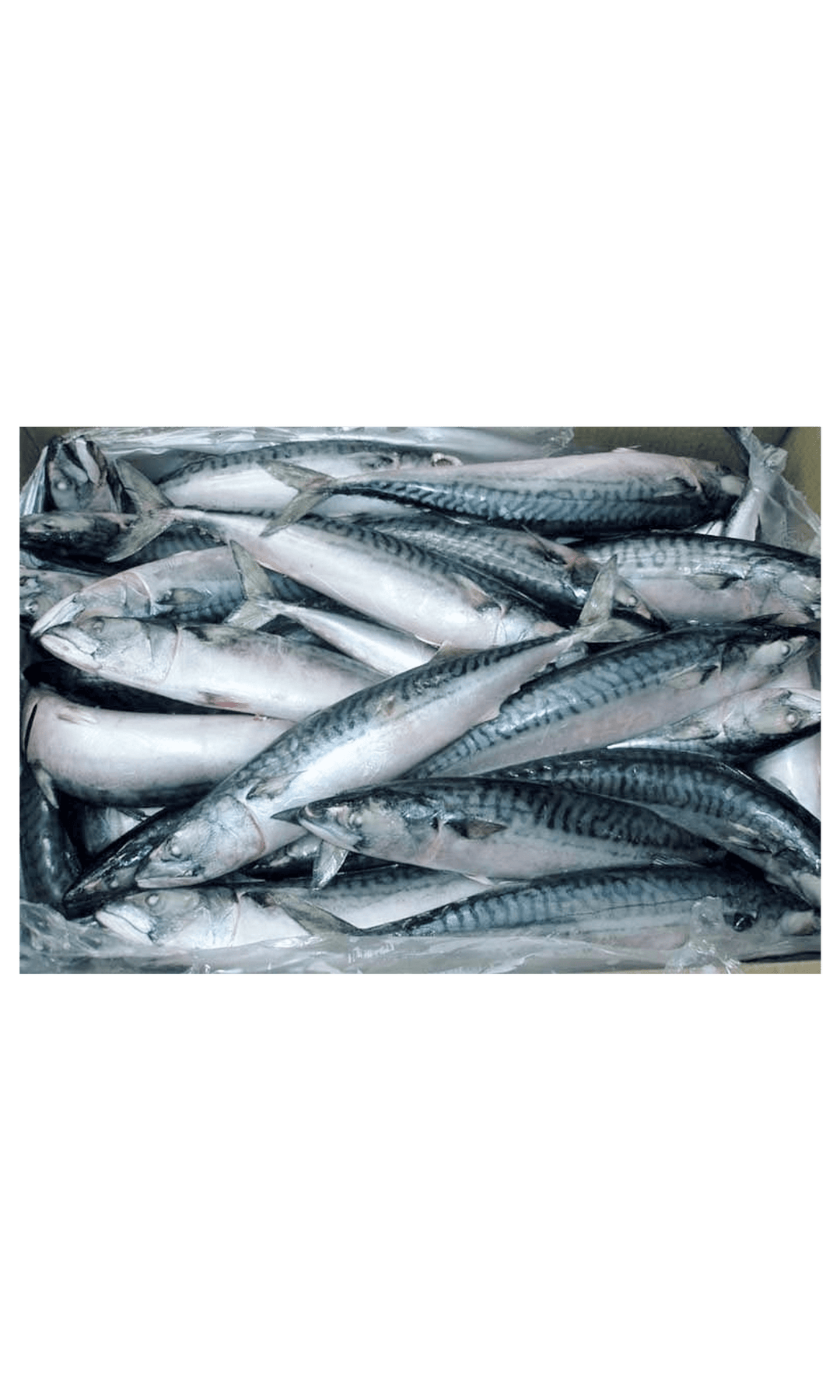 J/H/Thomson Mackerel 500/900