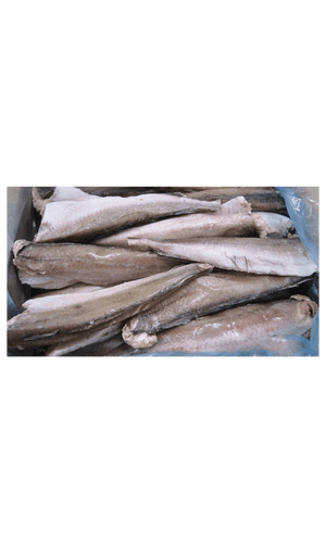 Silver Hake 1000+ Head/Tail Less