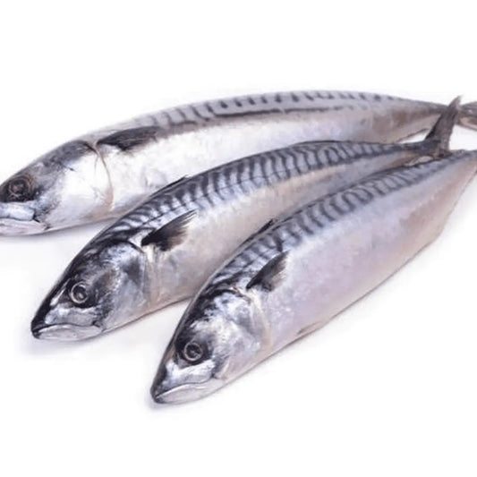 Mackerel Fish (Titus) – 3 Pieces