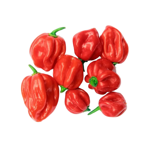 Scotch Bonnet Chili Peppers (Hot Pepper) – 5 oz Pack (approx. 150 g)
